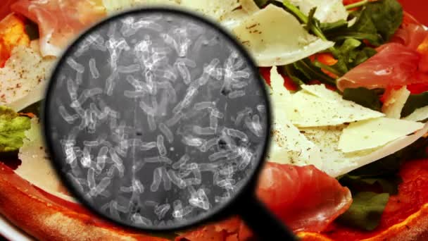 Zoeken naar bacteriën in voedsel — Stockvideo