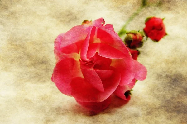 Red rose on grunge background — Stock Photo, Image