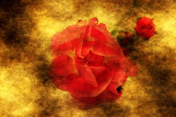Czerwona róża na grunge tle — Zdjęcie stockowe