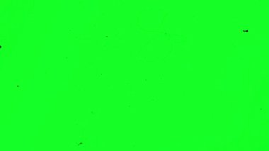 Yeşil ekranda Eski Film Örtüsü Çizikleri ve Toz