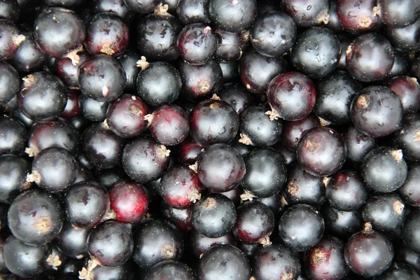 Reife große Beeren der schwarzen Johannisbeere — Stockfoto