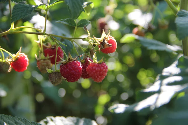 Raspberry Bush. Framboos — Stockfoto
