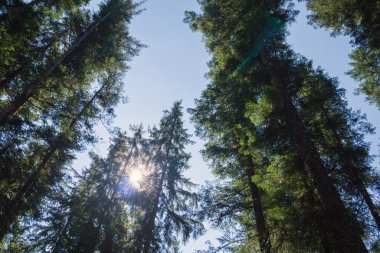 büyük bir ağaç taç