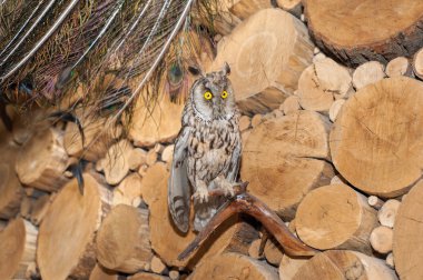 Dolgu hayvan kuş avcı kulübesi