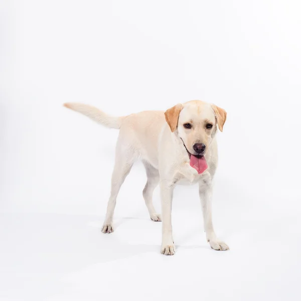 Golden labrador - beyaz bir arka planda av köpeği