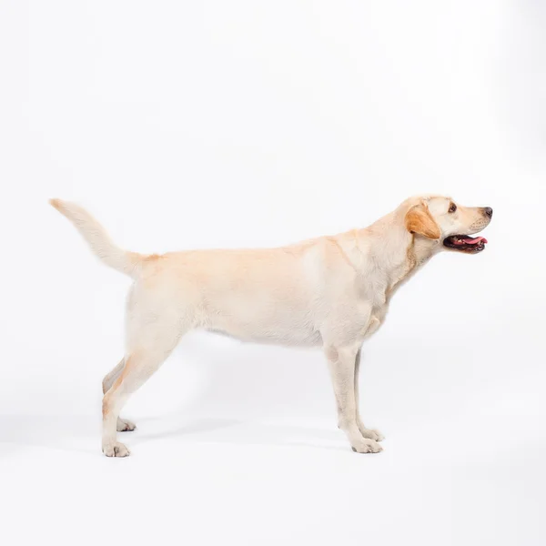 Golden labrador - beyaz bir arka planda av köpeği