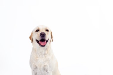 Golden labrador - geri almak 