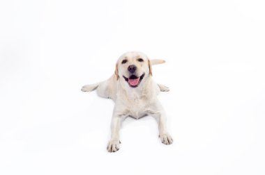 Golden labrador - geri almak