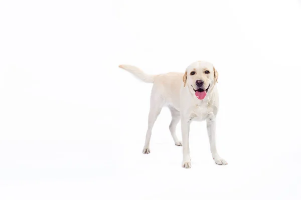  Golden labrador geri almak