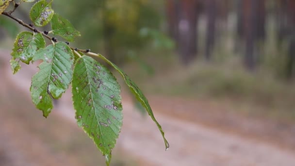 Feuillage oscillant dans les bois — Video