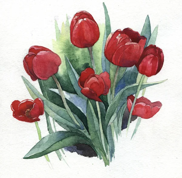 Watercolor illustration of tulips — Stock Photo, Image