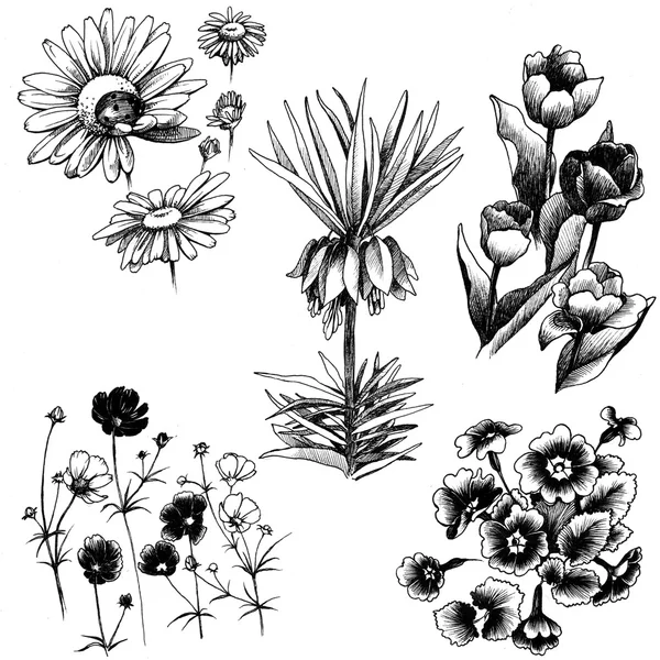 Set di fiori disegnati a mano — Foto Stock