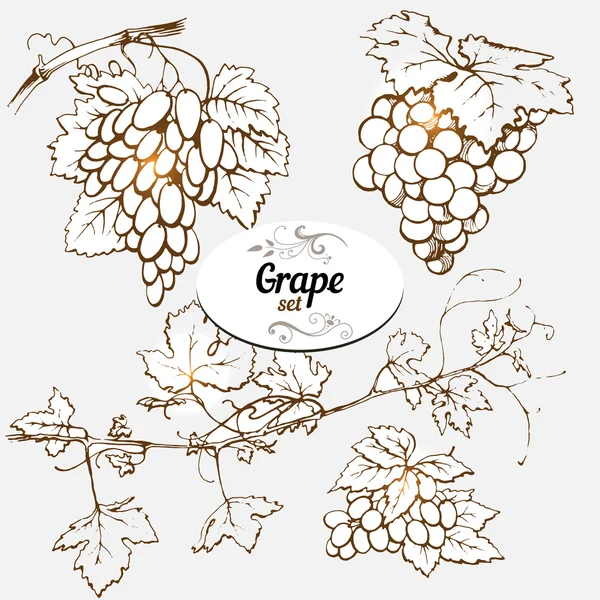 Набор чертежей винограда — стоковый вектор