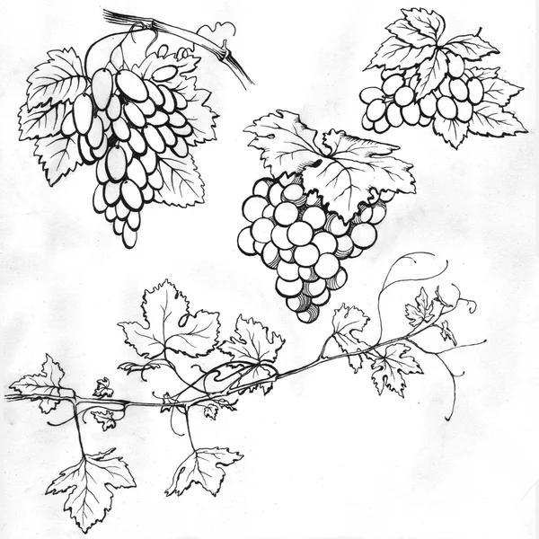 Set of drawings of grapes — Stock Photo, Image