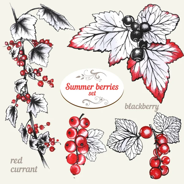 Летние ягоды - черная и красная смородина — стоковый вектор