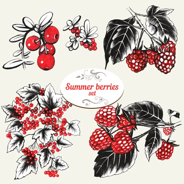 Sommerbeeren - Himbeeren und rote Johannisbeeren — Stockvektor