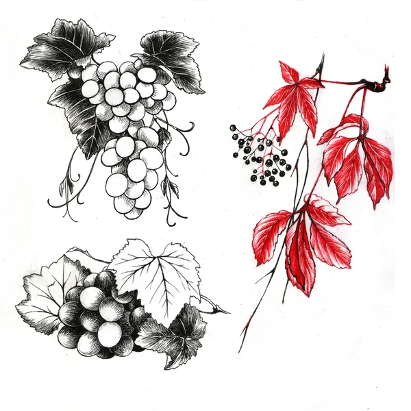 Set de uva dibujada a mano — Foto de Stock