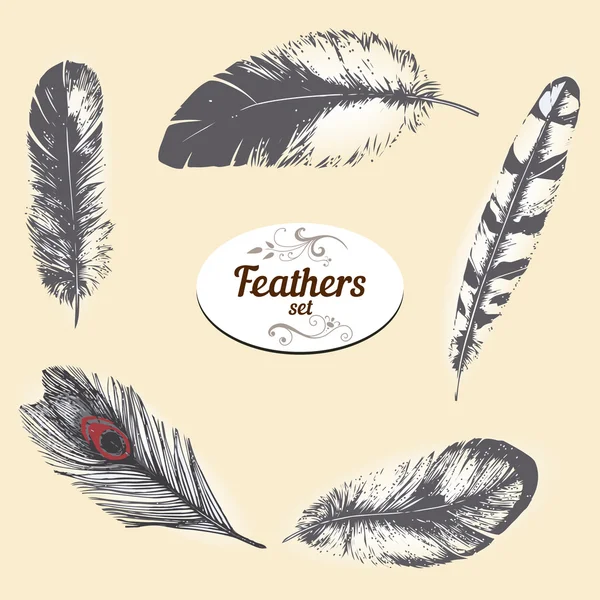 Different birds feathers — Wektor stockowy