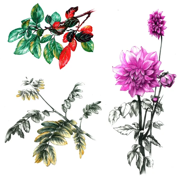 잎과 국화 꽃 — 스톡 사진