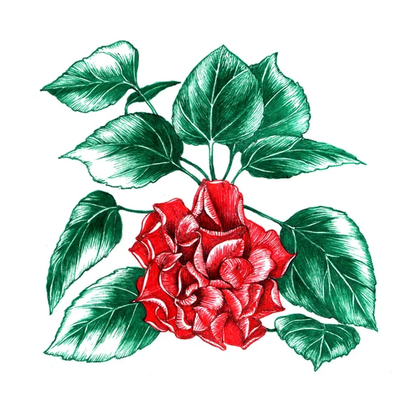 Drawing of rose flower — Stock Photo, Image