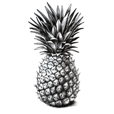 Ananas beyaz çizim