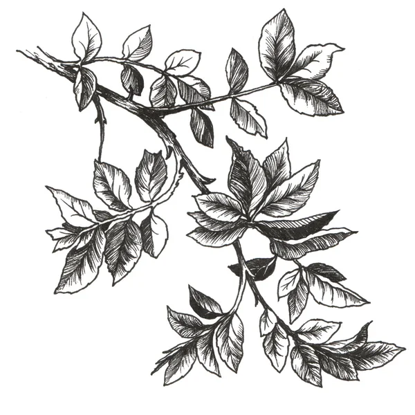 Drawing rose leaves — Stock Photo, Image