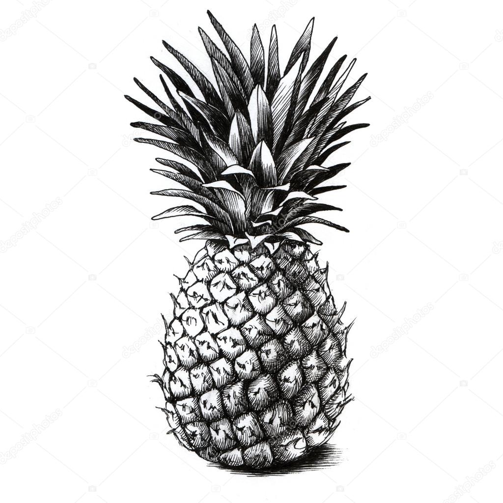 Pineapple Drawing On White Stock Photo By C Ola Ola 99113136