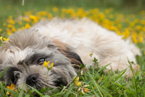Puppy rommelt met de bloemen — Stockfoto