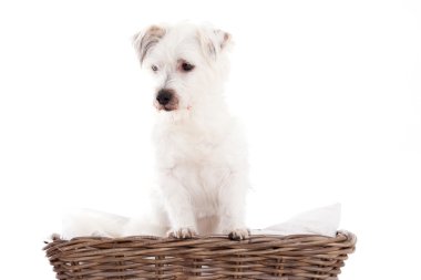 köpek sepeti
