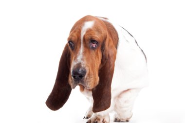 Sus köpek yürüyüş