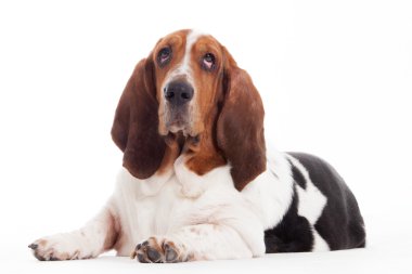 Sus köpek yavrusu bırakır