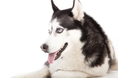 Husky beyaz