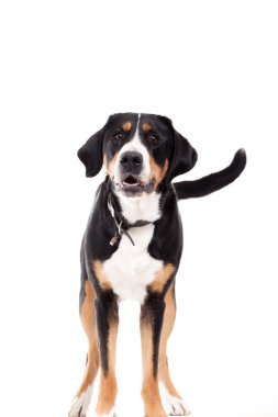 Appenzeller sennenhond standing and looking clipart