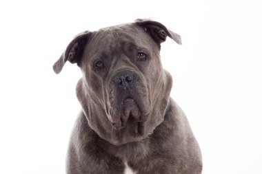  Bull mastiff arıyor