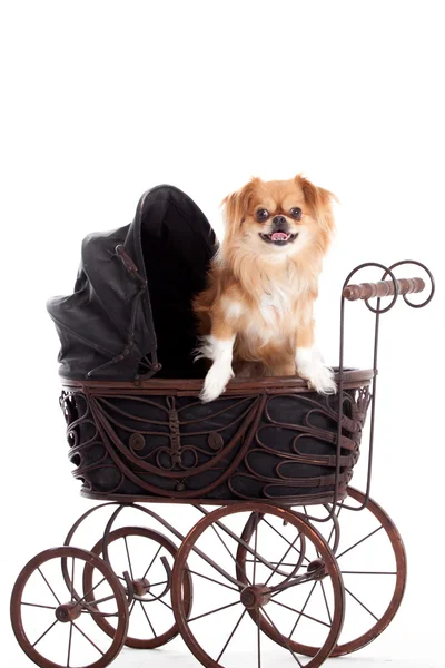 Chihuahua i barnvagn — Stockfoto