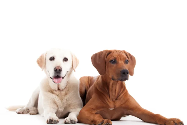 Rhodesian Ridgeback e golden retriever — Fotografia de Stock