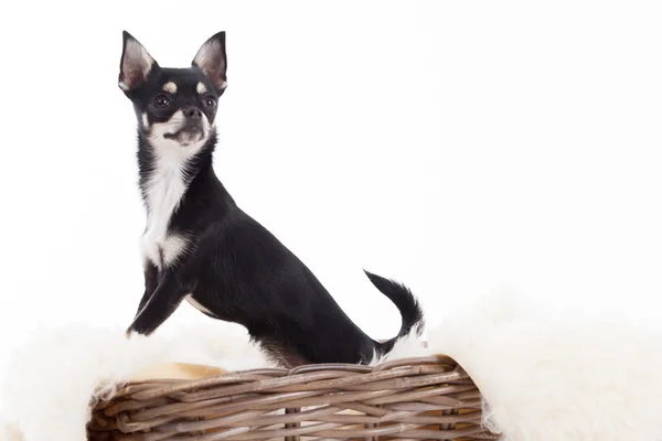 Chihuahua dalam keranjang — Stok Foto