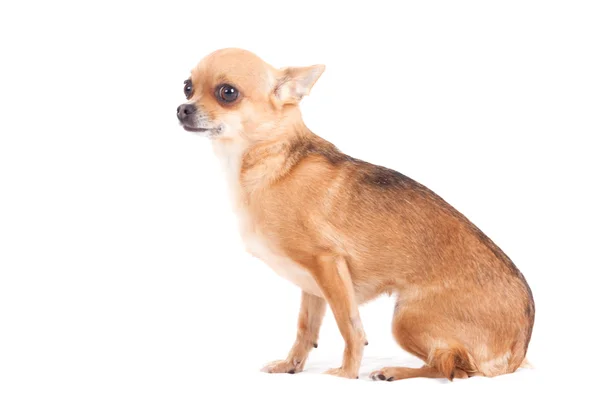 Chihuahua assis en blanc — Photo