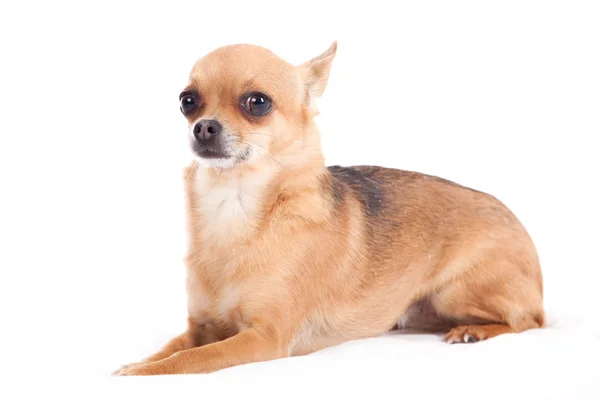 Chihuahua laying down — Stock Photo, Image