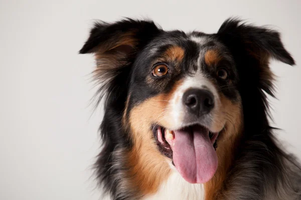 Gräns collie porträtt — Stockfoto