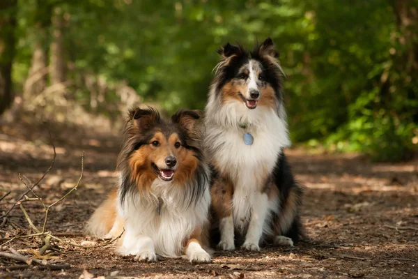 2 Psy rasy border collie w lesie — Zdjęcie stockowe