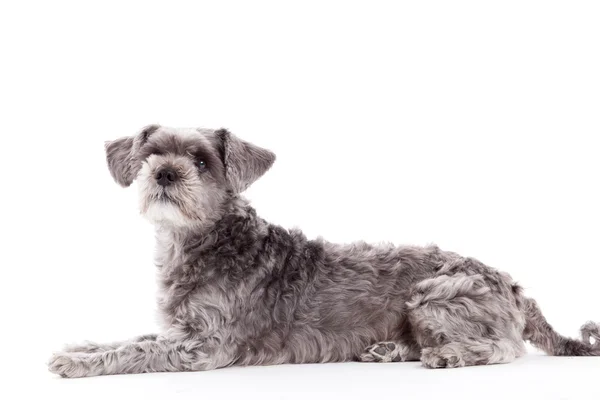 Söt grå hund på vit — Stockfoto