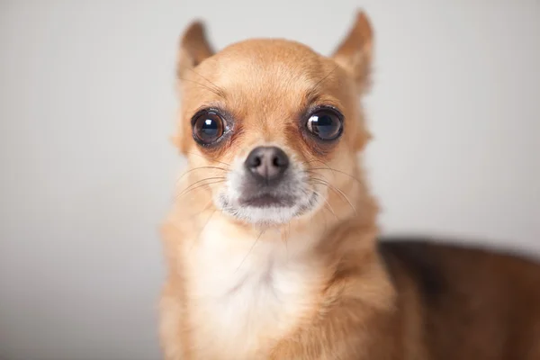 Portrait of a chihuahua — Stock Photo, Image