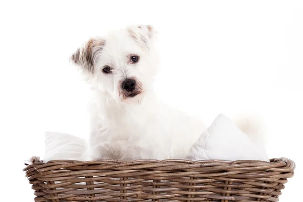 Słodki pies w koszyku — Zdjęcie stockowe