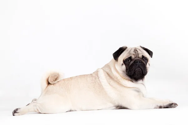 Mops legt sich hin — Stockfoto