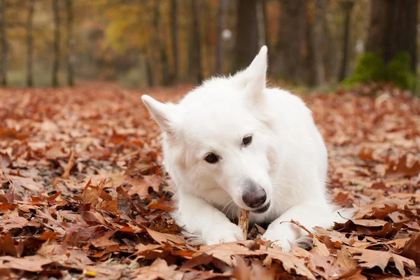 White sheppard in the forest lays down — Stock Photo, Image