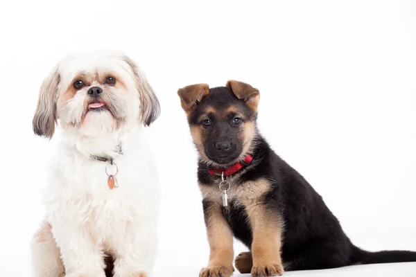 Shi tzu con uno sheppard — Foto Stock