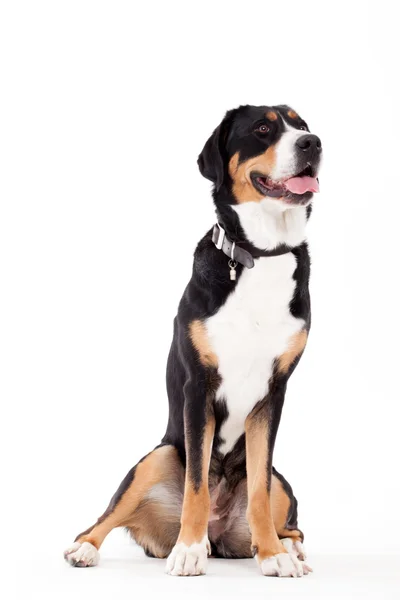 Appenzeller sennenhond sitting with tonque — Stock Photo, Image