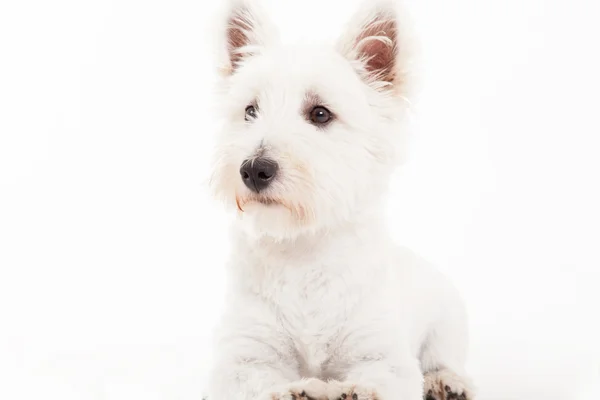 Maltezer em branco — Fotografia de Stock