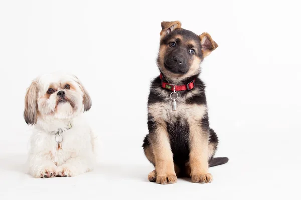 Shi tzu con uno sheppard — Foto Stock